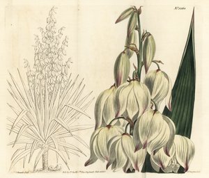 Pugnale spagnolo o superba ago di Adamo, Yucca gloriosa da Sydenham Teast Edwards