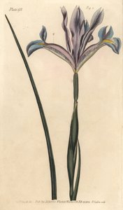 Iris spagnolo, Iris xiphium da Sydenham Teast Edwards