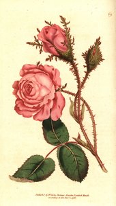 Rosa scintillante - Rosa muscosa da Sydenham Teast Edwards