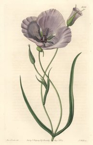 Splendido calochorte (splendido mariposa), nativo della California - Calochortus splendens, nativo della California - Incisione a mano colorata a rame di S. Watts da un