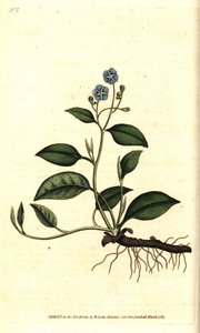 Omphalodes primaverile o Borragine primaverile - Omphalodes verna da Sydenham Teast Edwards