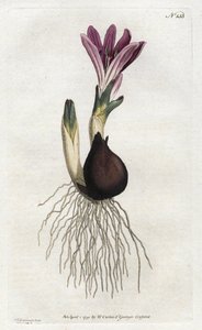 Bulbocodio primaverile o campanella da Sydenham Teast Edwards