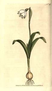Leucojum vernum da Sydenham Teast Edwards