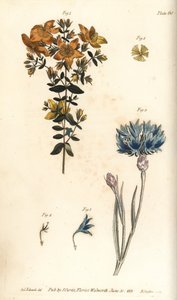 Iperico, Hypericum perforatum da Sydenham Teast Edwards
