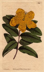 Iperico a fiori larghi, Hypericum calycinum