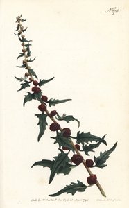 Spinacio fragola in baguette - Chenopodium foliosum da Sydenham Teast Edwards