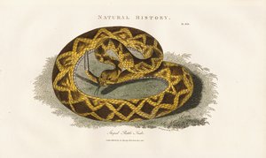 Serpente a sonagli striato da Sydenham Teast Edwards