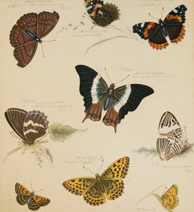 Studi di farfalle e insetti da Sydenham Teast Edwards