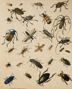 Studi di Insetti