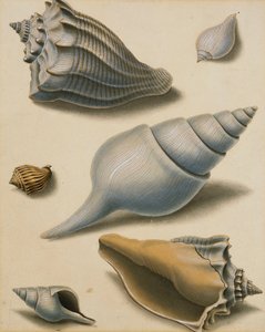 Studi di conchiglie e flora marina