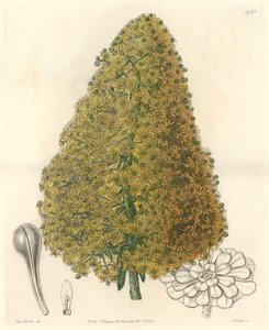 Pianta succulenta, fiore di Aenium, nativa delle Isole Canarie - Acquaforte di S. Watts da un