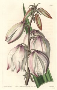 Superba Yucca da Sydenham Teast Edwards