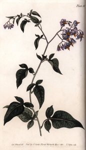 Dolce amaro o amaro dolce (incisione colorata di Sydenham Edwards per le Conferences of Botanical, Botanical Garden of Lambeth) da Sydenham Teast Edwards