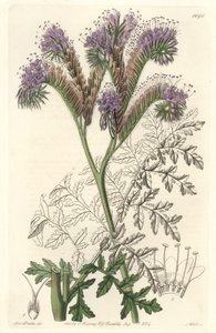 Phacelia a foglia di tanaceto, originaria della California - Acquaforte di S. Watts da un