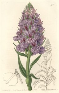 Orchidea terrestre, endemica dell