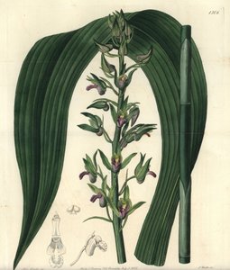 Eulophia alta da Sydenham Teast Edwards