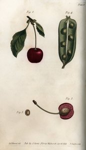Il pericarpo del pisello (leguminoso) e sezione del frutto del ciliegio (o ciliegio selvatico o degli uccelli) da Sydenham Teast Edwards