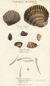 Cardium echinatum, Donax crenulata e Dentalium octangulatum