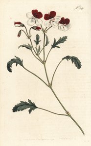 Geranio tricolore, Pelargonium tricolor da Sydenham Teast Edwards