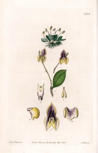 Tre denti Lepanthe - Tavola incisa da S. Watts, da un