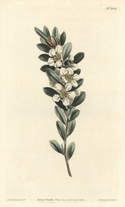 Albero del tè o mirto australiano - Albero del tè costiero, Leptospermum laevigatum da Sydenham Teast Edwards