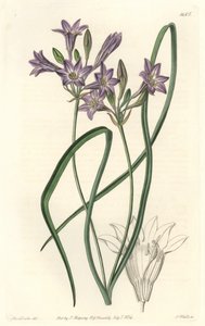 Triteleia o brodiacea lache