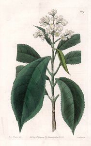 Turpinia Varietà da Sydenham Teast Edwards