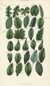 Tipi di foglie di piante. Incisione a mano colorata su rame dopo Sydenham Edwards dal Pantologia di John Mason Good, una nuova enciclopedia, G. Kearsley, Londra da Sydenham Teast Edwards