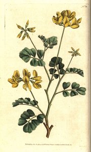 Coronilla di Valencia - Coronilla glauca. Incisione a mano colorata a rame da un