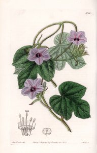 Varietà di Ipomea