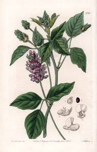 Variete de Psoralea da Sydenham Teast Edwards