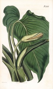 Varietà di calla o arum - Calla aromatica, Homalomena aromatica
