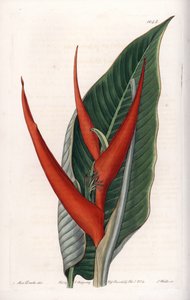 Varietà di heliconia (cosiddetta farinosa) da Sydenham Teast Edwards