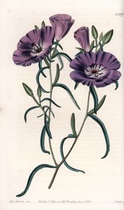 Varietà di Clarkia, nativa del Sud America (incisione di S.Watts, illustrazione di Sarah Anne Drake, dal Botanical Register di Sydenham Edwards) da Sydenham Teast Edwards