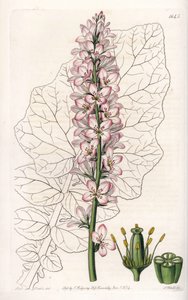 Francoa con foglie lattiginose, endemica in Cile