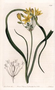 Varietà di Triteleia o brodelea, con fiori gialli, nativa della California da Sydenham Teast Edwards