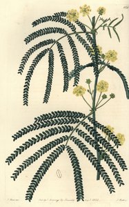 Varietà di acacia - Acacia a foglie di felce, Acacia pentadenia da Sydenham Teast Edwards