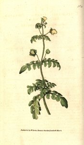 Calceolaria pinnata da Sydenham Teast Edwards