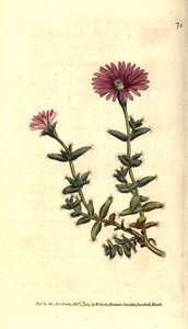 Varietà di ficoide - Mesembryanthemum barbarum da Sydenham Teast Edwards