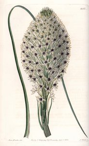 Helonias asphodeloides da Sydenham Teast Edwards