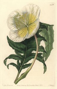 Oenothera anisoloba