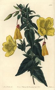 Varietà di enotera o erba con asini - Enotera glauca da Sydenham Teast Edwards
