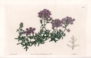 Verbena multifida da Sydenham Teast Edwards