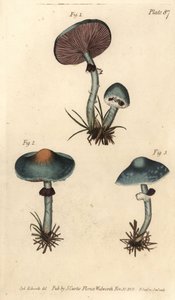 Fungo verdigris, Stropharia aeruginosa da Sydenham Teast Edwards