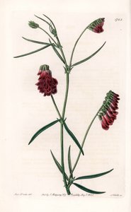 Varietà di vesce da Sydenham Teast Edwards