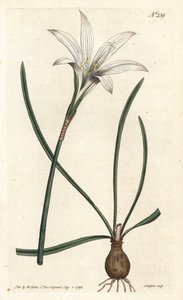 Amaryllis della Virginia - Zephyranthes atamasco (Amaryllis atamasco) - Incisione a mano colorata a rame di Sansom da un