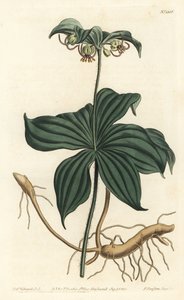Cetriolo indiano