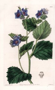 Phacelia viscosa da Sydenham Teast Edwards