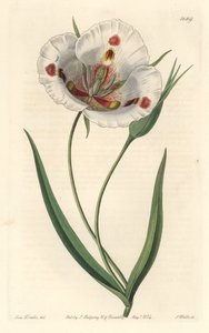 Calochorte a fiori bianchi (mariposa), nativa della California da Sydenham Teast Edwards