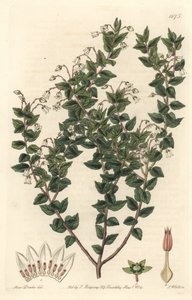 Mucronee a fiori bianchi o pernettya gaultherie da Sydenham Teast Edwards